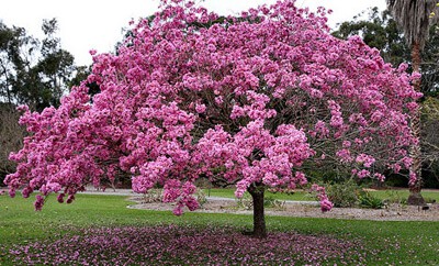 Pau D'Arco tree