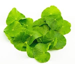 Gotu kola leaves