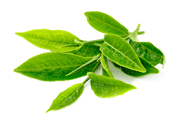 Green tea leaf extract