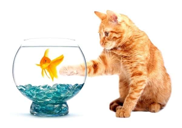 Attēlots kaķis pie akvārija ar zivtiņu.