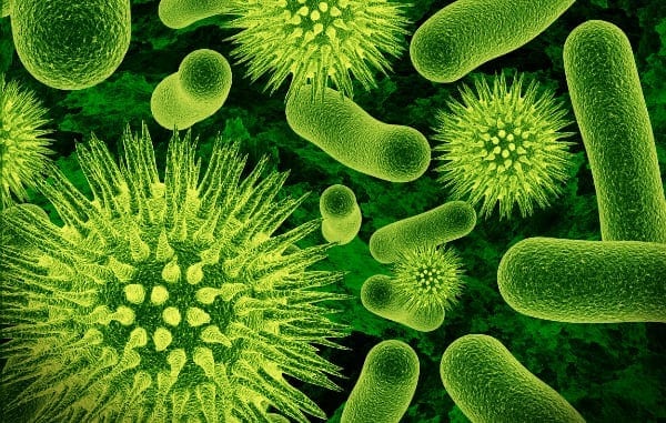 Вирусы, паразиты, грибки и бактерии