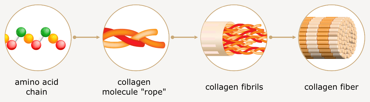 Kollagene Faser