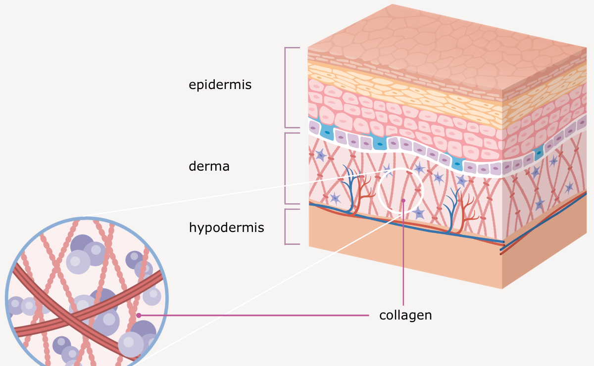 Skin structure