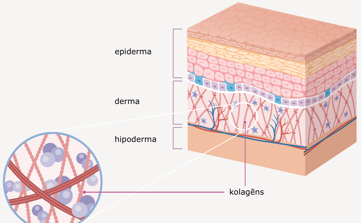 Kolagēns iedarbojas uz ādas struktūru