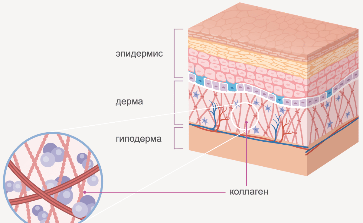коллаген влияет на структуру кожи