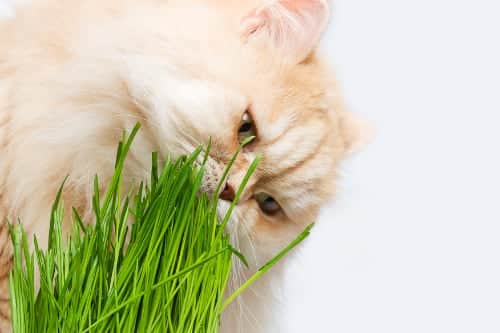 Kaķis ēd zāli - uzņem vitamīnus