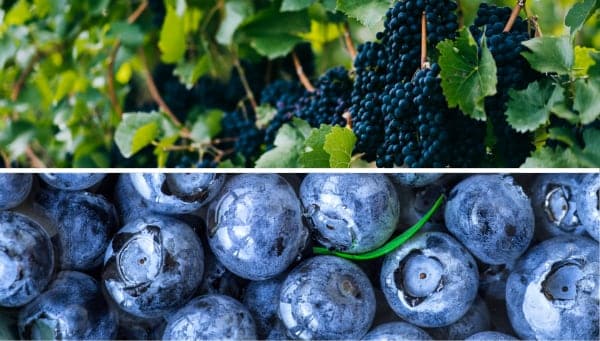 grapes and blueberry extract