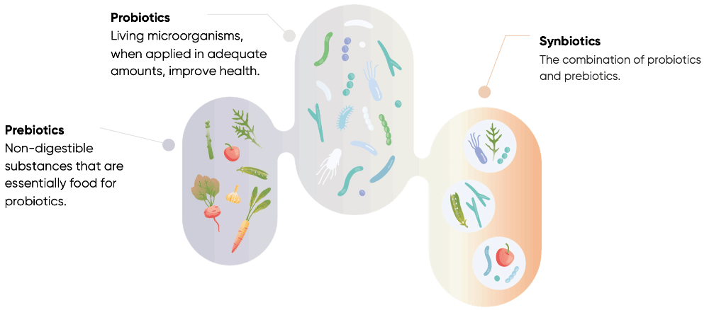 Representation of the difference between probiotics, prebiotics and synbiotics