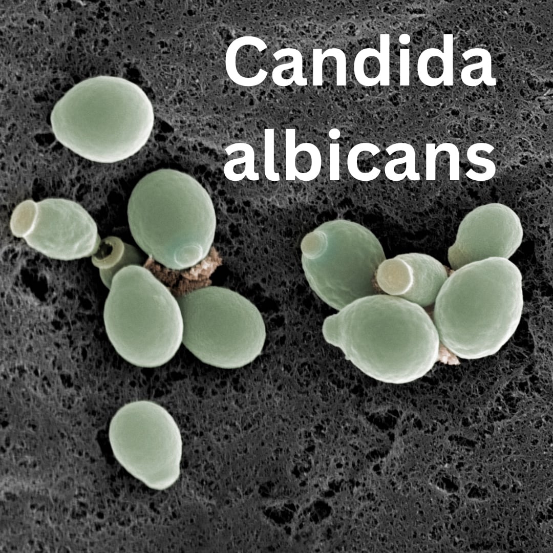 candida