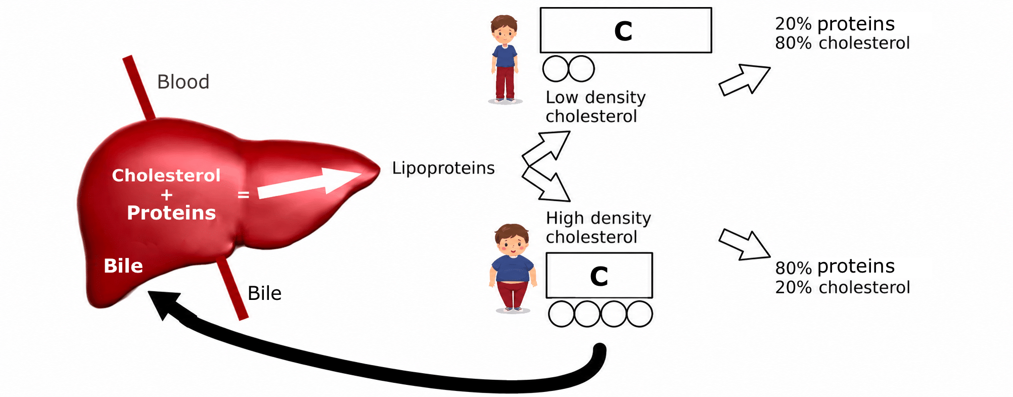 Cholesterol Works in the Body